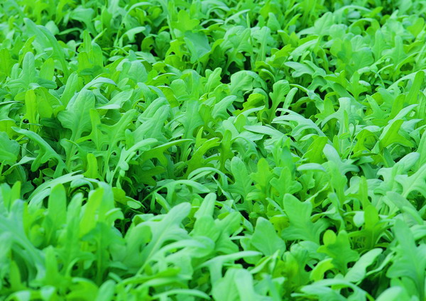 新鲜蔬菜图片-农业图 萝卜菜 幼苗 青肥 茂盛 味