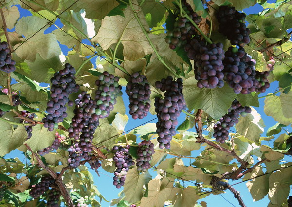 水果天地图片-农业图 葡萄 一串串 葡萄树,农业