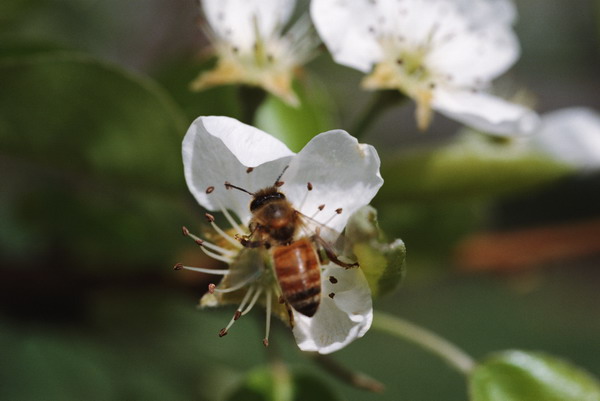 田园风光图片-农业图 蜜蜂 采蜜 益虫,农业,田园