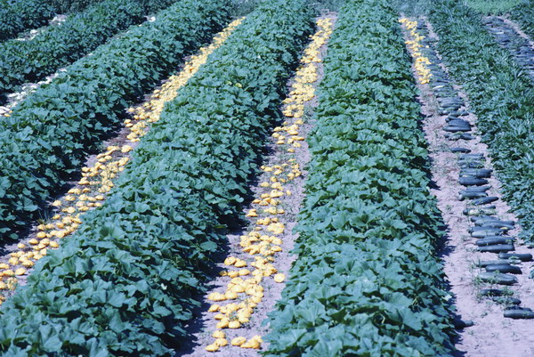 风光图片-农业图 红薯地 品种搭配 经济效益,农