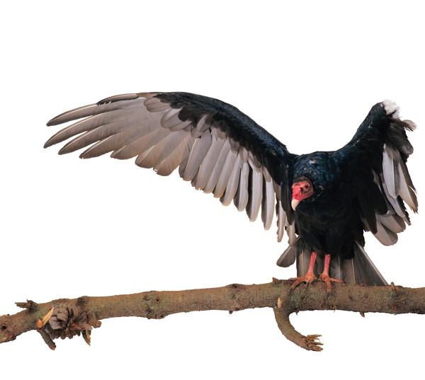 的世界图片-动物图 乌鸦 降落 枝头 俯冲 扑打,动