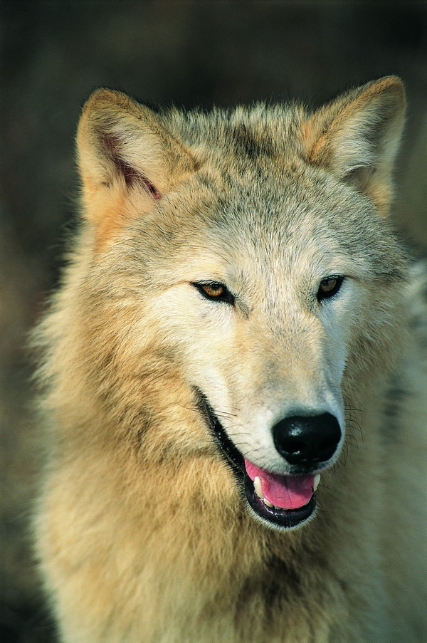 友善动物图片-动物图 一头狼,动物,友善动物