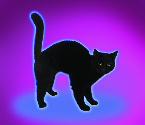 可爱之猫图片-动物图 黑猫 黑影 竖尾 幽森 恐怖