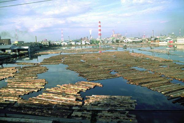 -商业金融图 木头 漂浮的木头 原木 木材 港口 现