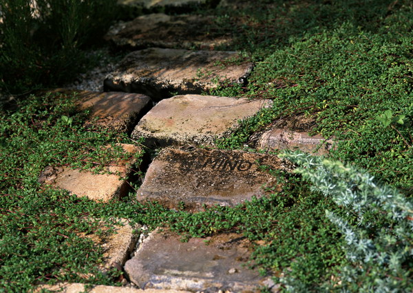 花草分类图片-园林图 野外 林中 灌木丛,园林,花