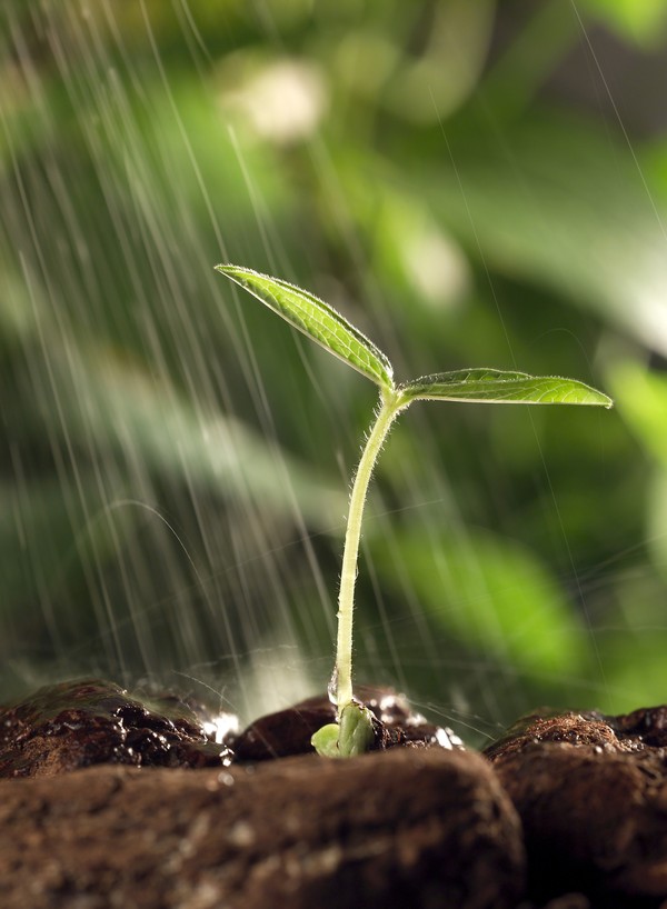 绿叶幼苗图片-农业图泥土中绿芽儿雨水浇灌,农