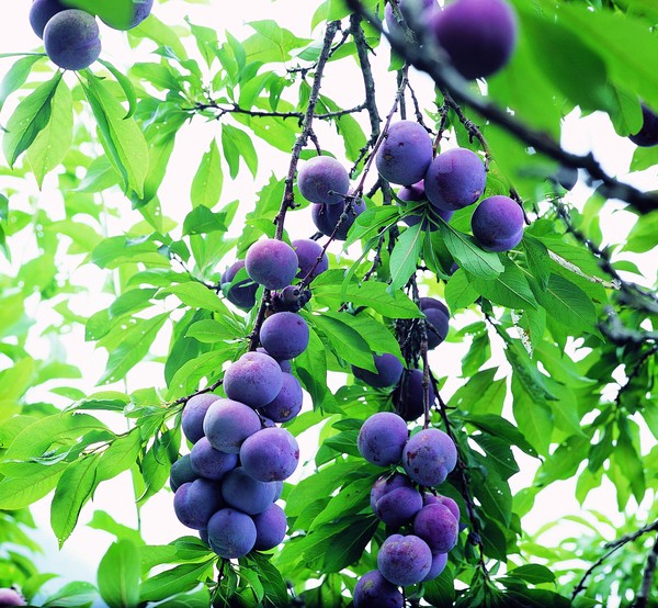 果园风光图片-农业图 硕果累累 丰收季节 桃树