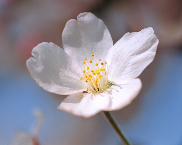 春暖花开图片-植物图 桃花 洁白 果树 结果 春天