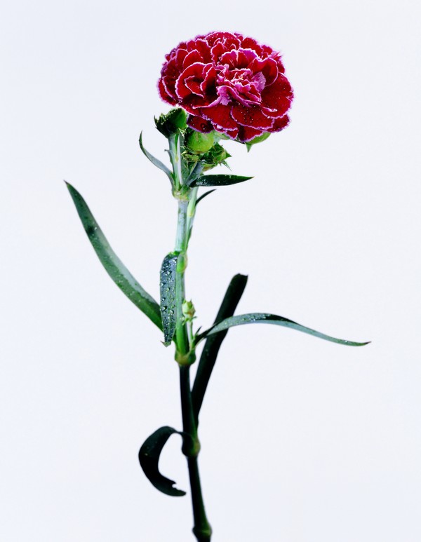 花之写真图片-植物图 花萼 花托 红花,植物,花之写真