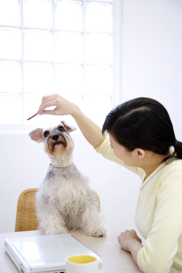 闲图+白领+训狗