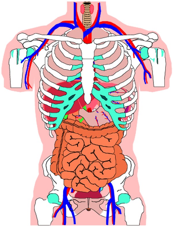内脏-身体器官-身体器官