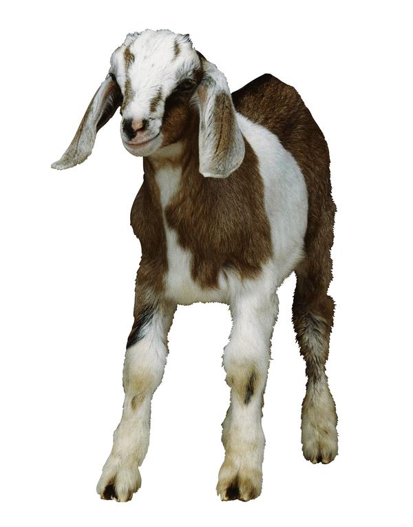 牛羊骆驼图片-动物图 温顺的羊,动物,牛羊骆驼