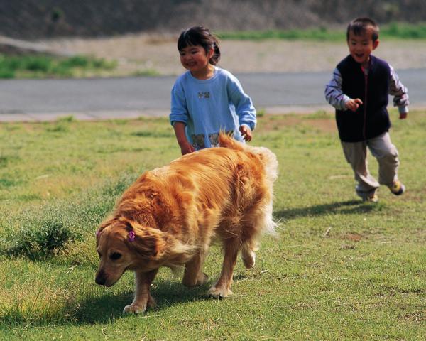 儿童宠物图片-动物图 长毛 大狗 奔跑,动物,儿童
