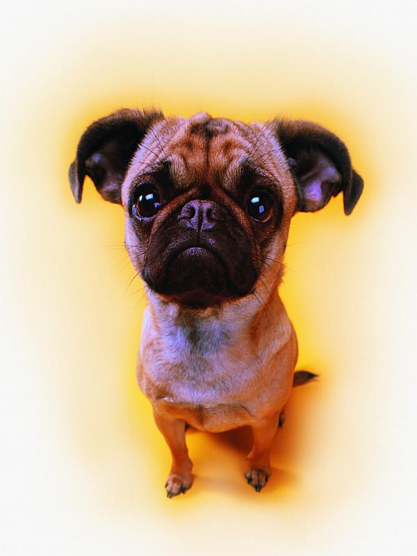 宠物之狗图片-动物图 可怜 委屈 饿,动物,宠物之