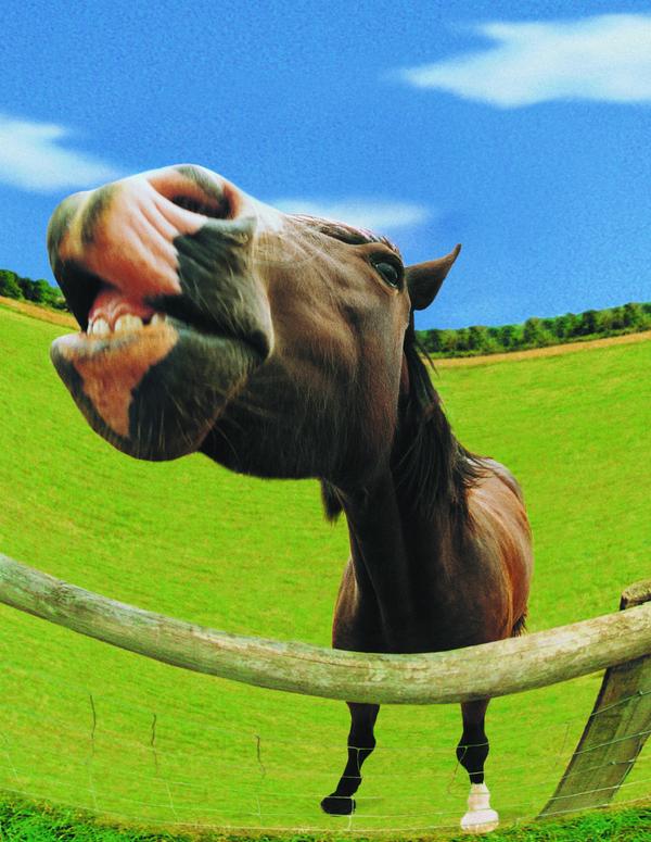 马图片-动物图 骡子 围栏 圈养,动物,马