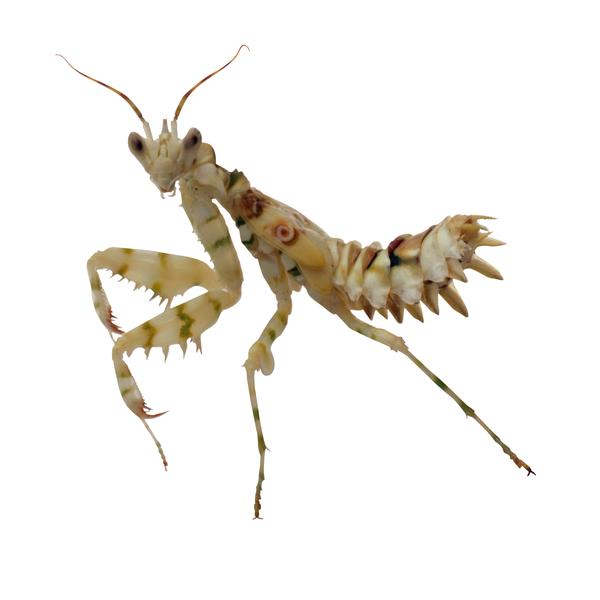 百类昆虫图片-动物图 螳螂 黄灰色 四只脚,动物