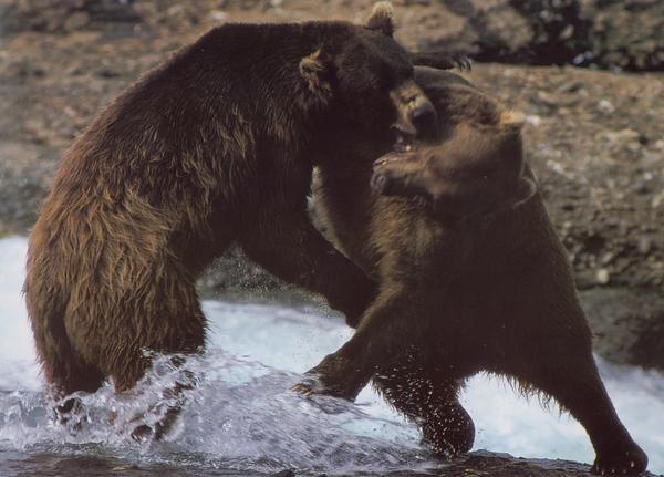 海狮冰雪熊图片-动物图 黑熊 打斗 搏击,动物,海