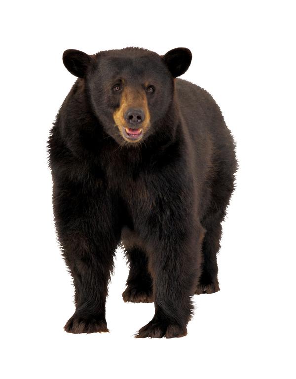 海狮冰雪熊图片-动物图 黑熊 威风 猛兽,动物,海