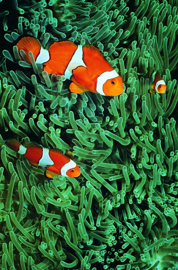 海底世界图片-动物图 卡通色调 碧绿海藻 斑纹