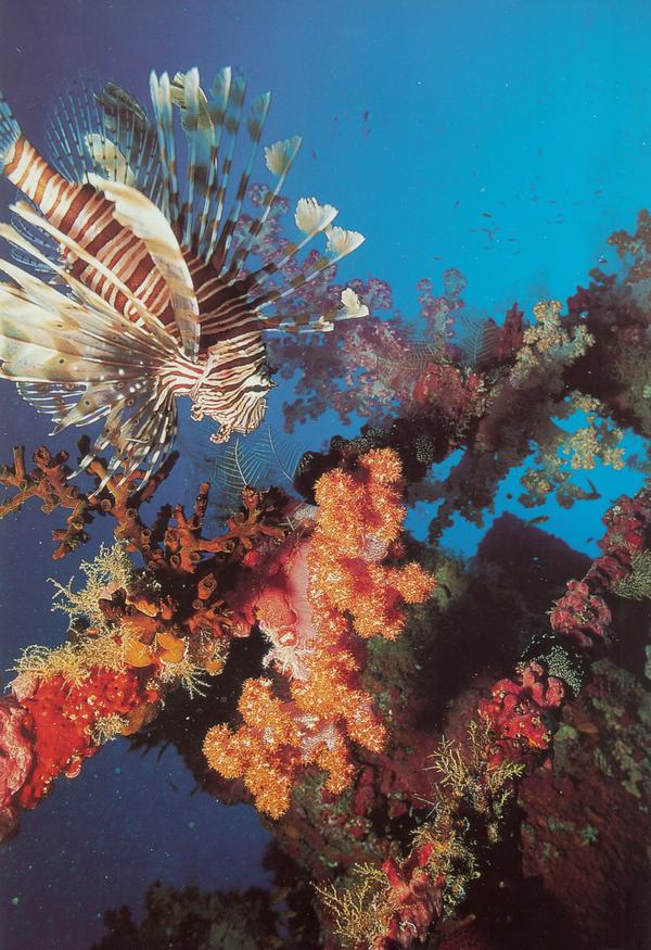 海底世界图片-动物图 海藻 海藻植物 海鱼,动物