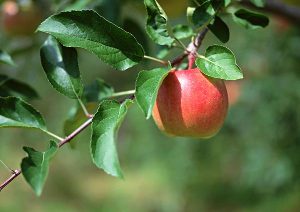 收获季节图片-饮食水果图 树叶 丰收 苹果,饮食