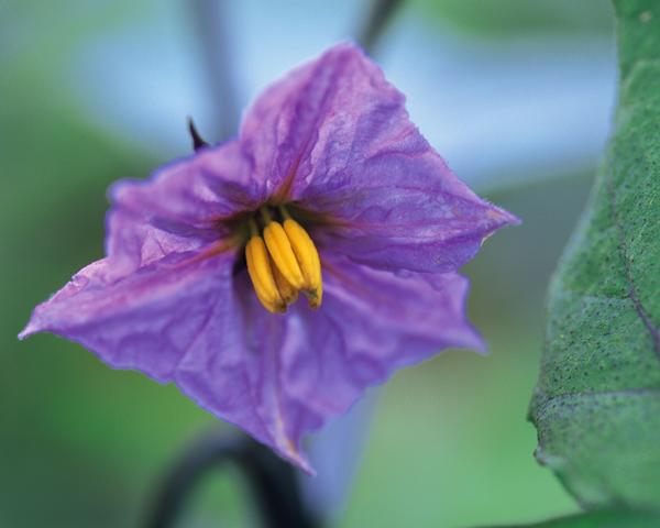 收获季节图片-饮食水果图 紫色的花,饮食水果,