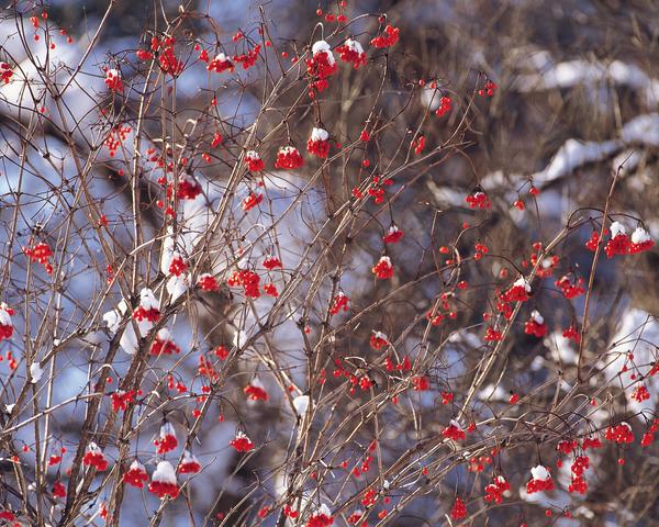 冬天雪景图片-自然风景图 梅花 红梅 绽放,自然