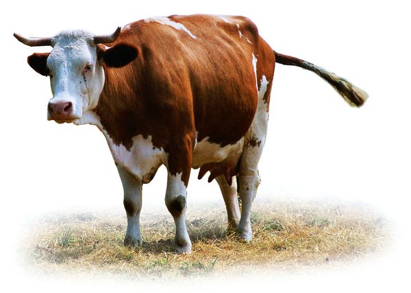 家畜图片-动物图奶牛花纹动物,饮食水果,家畜