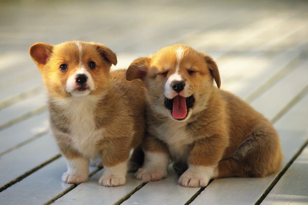 可爱狗狗图片-动物图 小狗 木地板 狗兄弟,饮食