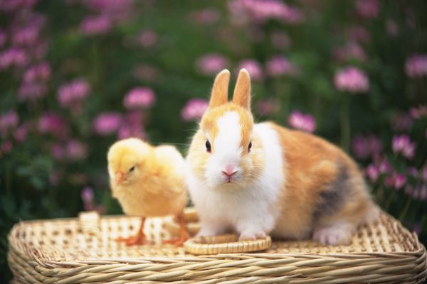 可爱小动物图片-动物图 藤篮 小兔 黄小鸡,饮食