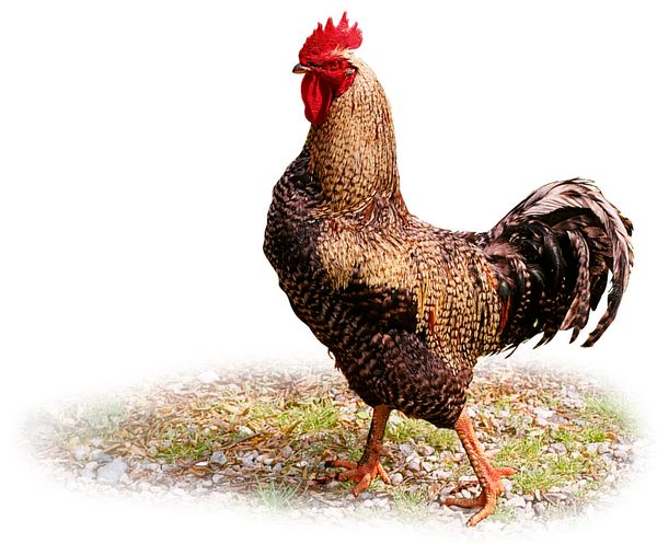 家禽图片-动物图 公鸡 打鸣 动物,饮食水果,家禽