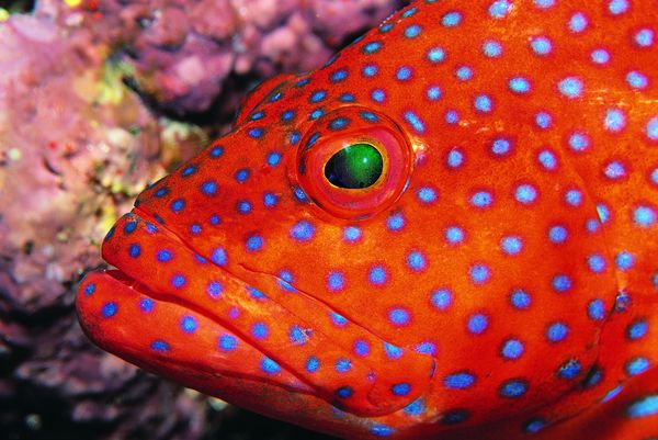 水中世界图片-动物图 海鱼 红色 蓝色斑点,饮食