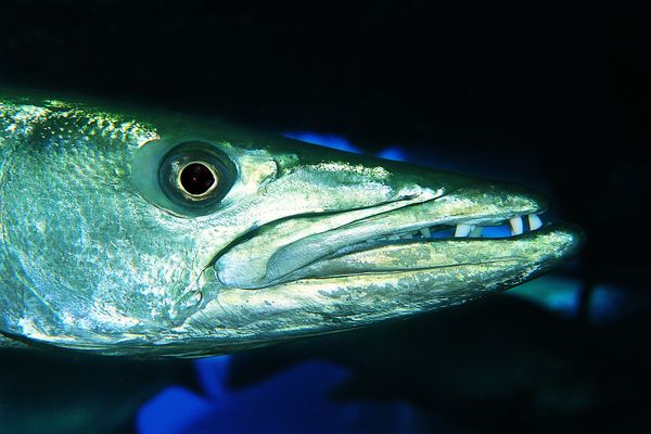 深海鱼图片-海洋风情图 带鱼 鱼头 牙齿,海洋风
