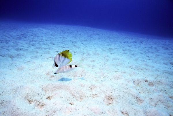海底探索图片-海洋风情图 小鱼 海中 嬉戏,海洋