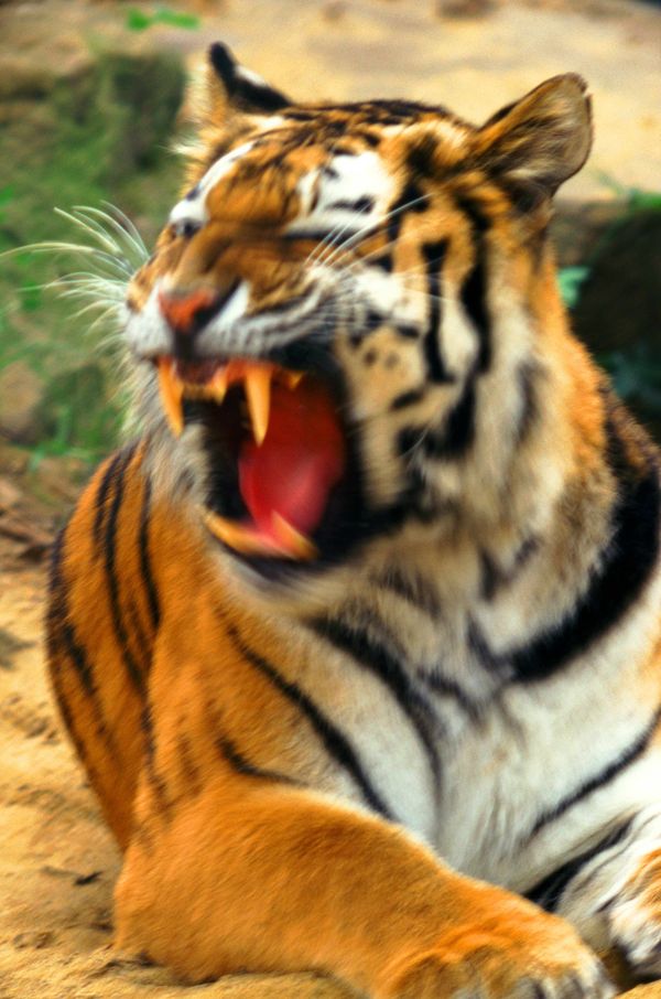 动物世界图片-动物图 老虎 犬牙 血盆大口,动物