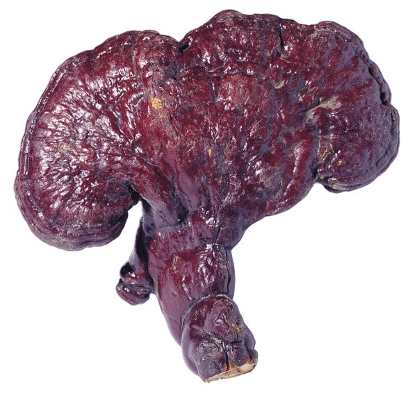 中国药材图片-综合图+灵芝