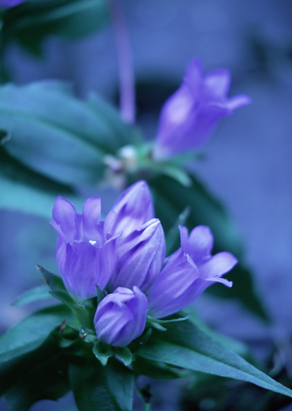 花草世界图片-自然风景图 鲜花 盛开 紫色,自然