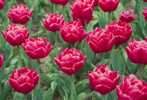 鲜花盛开图片-自然风景图