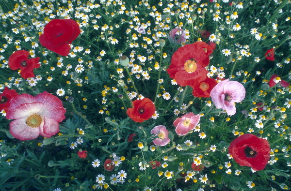 鲜花盛开图片-自然风景图 自然 美丽的鲜花 红