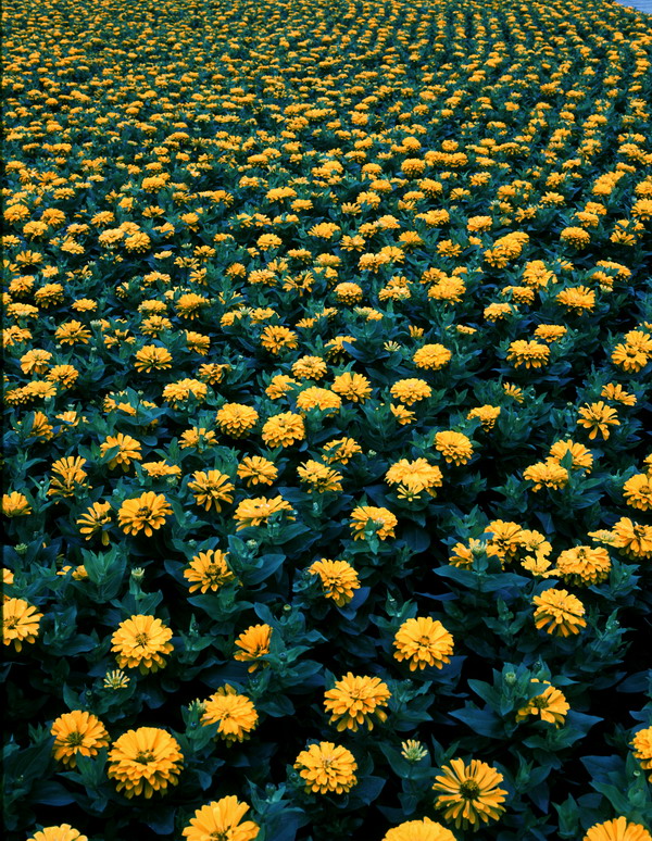 鲜花盛开图片-自然风景图 大片的菊花 花朵 菊