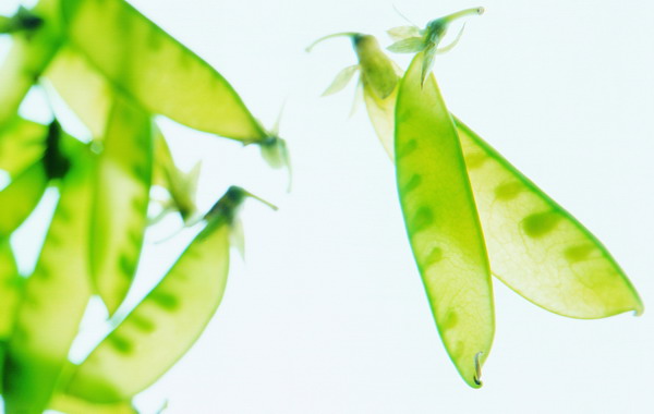 蔬菜与水果图片-生活百科图 豆角 鲜嫩 透明 无