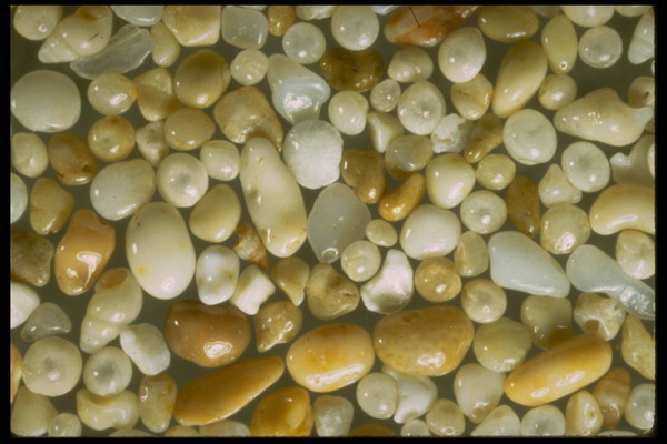 五彩石图片-装饰图 淡黄色 石砾 形状 各异 土豆