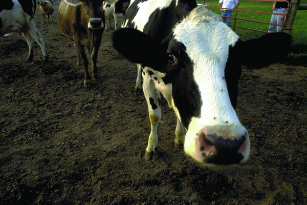 国外农场图片-农业图 奶牛 头部 站立 鼻子 特写