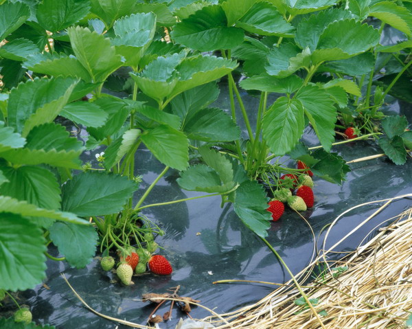 水果天地图片-农业图 草莓 枝藤 匍匐 地膜 保温