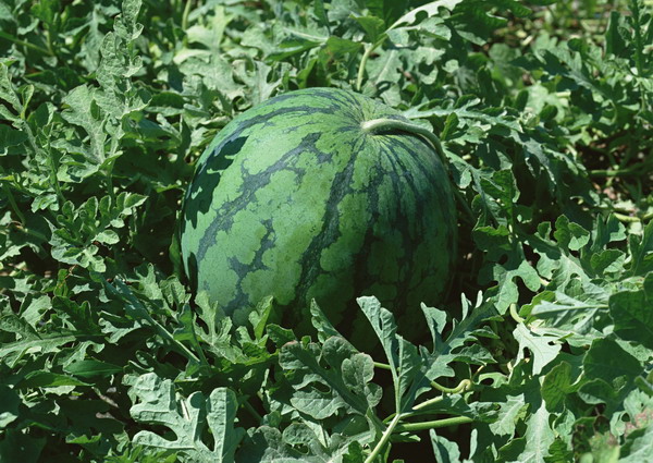 水果天地图片-农业图 一个西瓜 在地里 绿色果叶,农业,水果天地