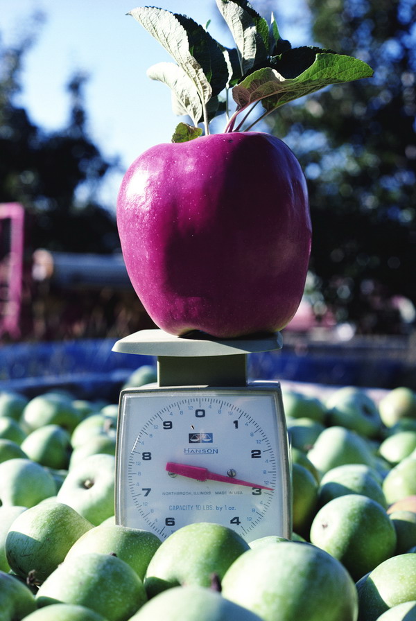 水果天地图片-农业图 果实 公平秤 苹果,农业,水