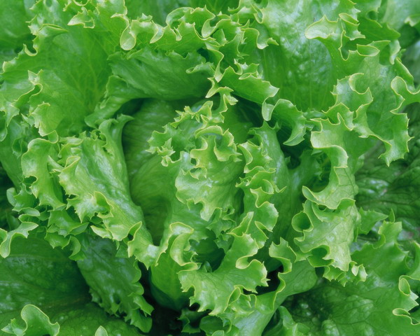 新鲜蔬菜图片-农业图 包菜 新鲜 无农药 纯绿色