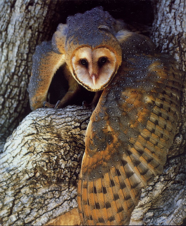 鸟的世界图片-动物图,动物,鸟的世界