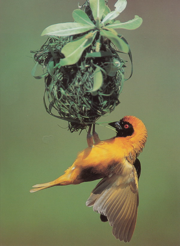 鸟的世界图片-动物图 倒吊 注视 绿叶,动物,鸟的世界