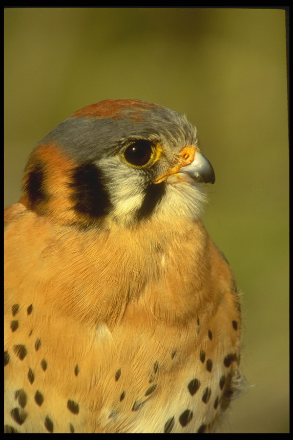 鸟的世界图片-动物图 斑点 休息 清晰影像,动物
